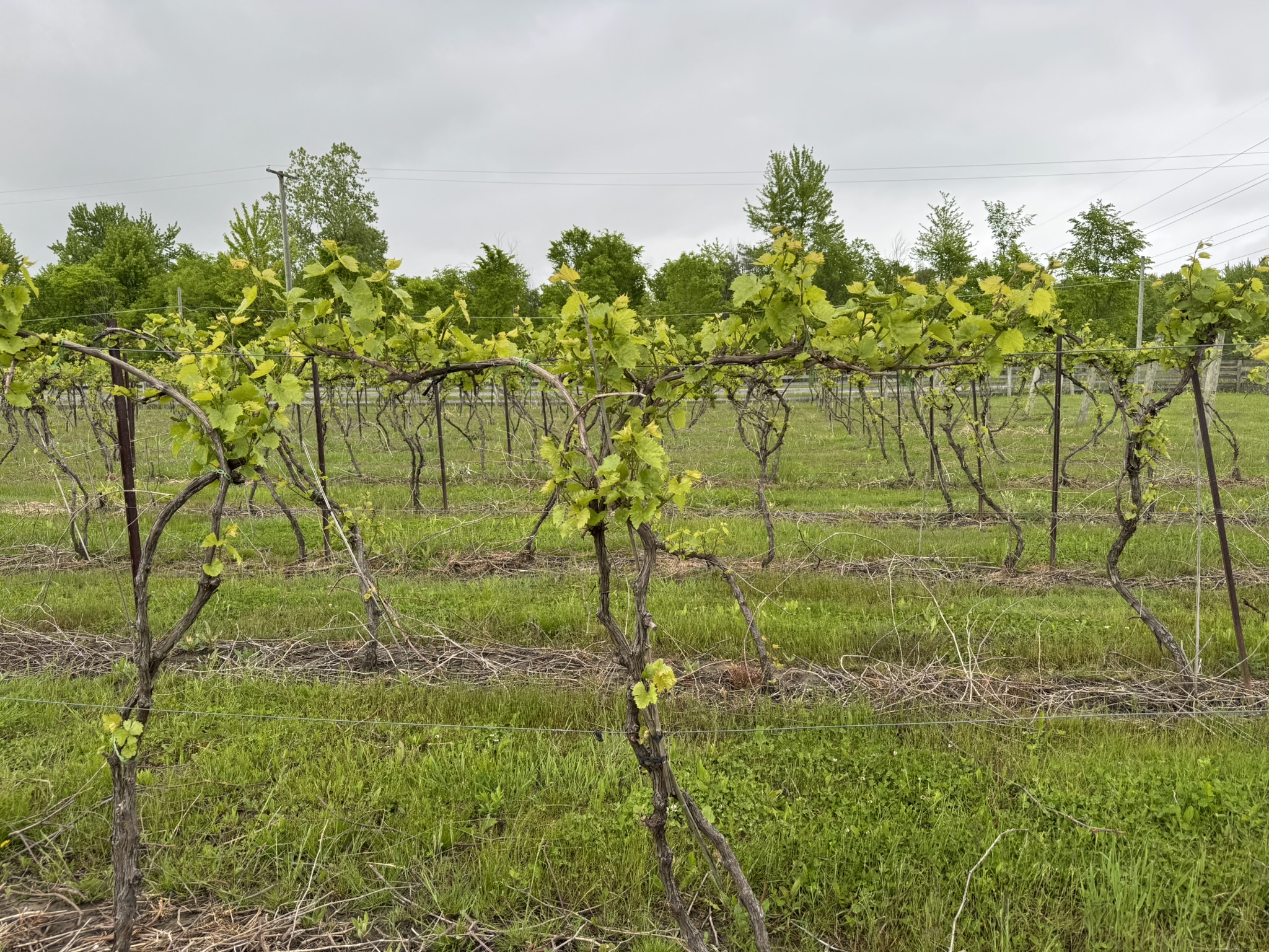 Marquette grapes.